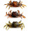 (As show, One size) 3D simulation simulation crab bait 1