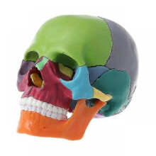 2023 New Anatomy Skull Model 15 Parts Human Anatomy Exploded Skull Detachable Palm-Sized Mini Human Color Medical