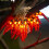 50 Red Chilli Pepper Battery Operated LED Fairy 1