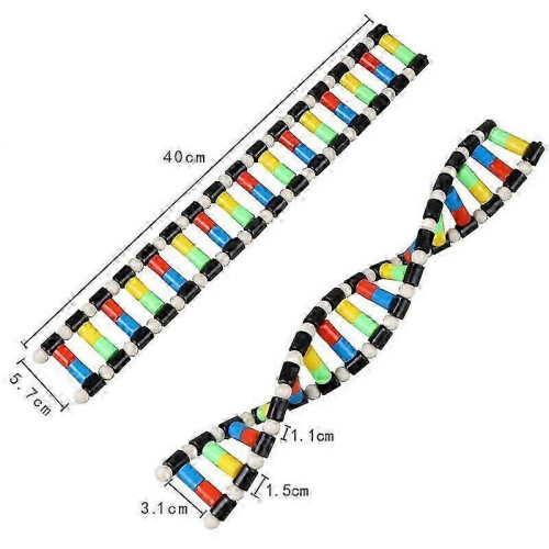 Childrens Toys Kids DNA Model Kit, Double Helix Model DNA Display Component for Science Teaching Display 2