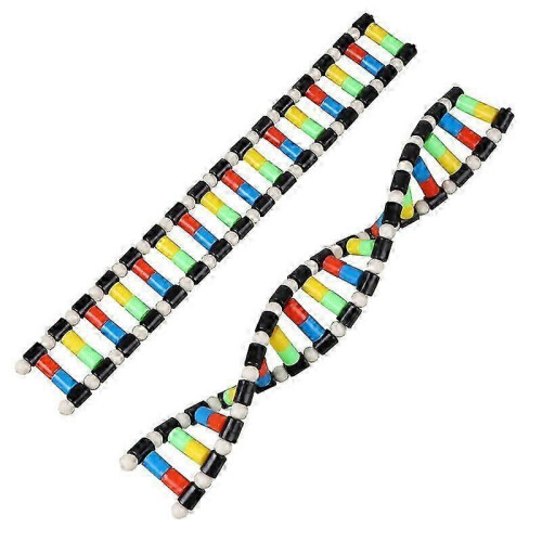 Childrens Toys Kids DNA Model Kit, Double Helix Model DNA Display Component for Science Teaching Display 1