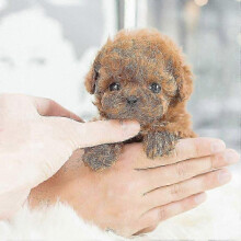 (Brown) My Realistic Robot Puppy Electronic Interactive Pet Dog Cute Gifts Toys for Girls Kids