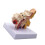 1.5X Human Ear Anatomy - Professional Desktop Inner Ear Structure Simulation for Education 3