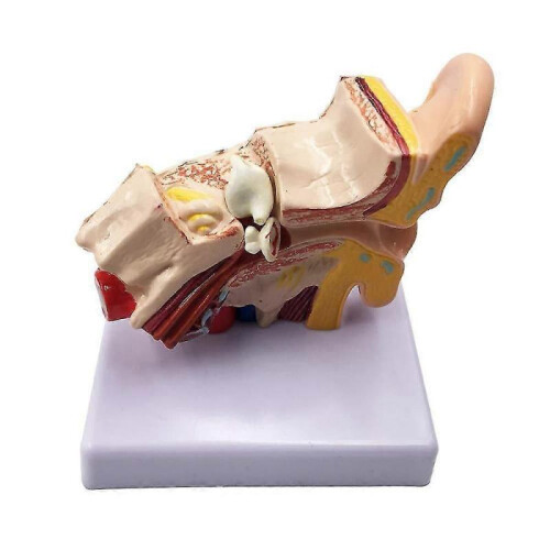 1.5X Human Ear Anatomy - Professional Desktop Inner Ear Structure Simulation for Education 1