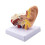 1.5X Human Ear Anatomy - Professional Desktop Inner Ear Structure Simulation for Education 1