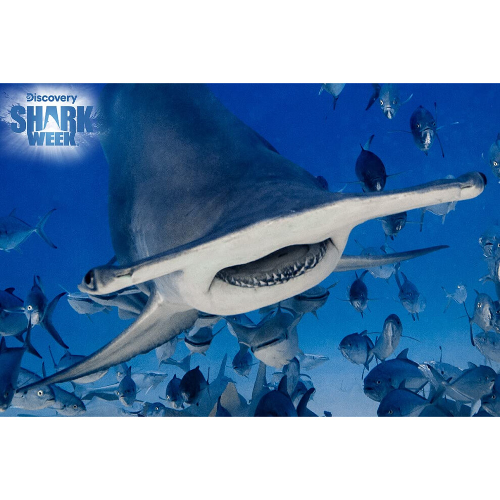 Prime 3D | Tydzien Rekinw Odkrywczych | Wielki Bialy Rekin | Puzzle 3D Skladajace Sie Z 500 Elementw, Wymagajace Dla Doroslych I Dzieci | Ideal-image
