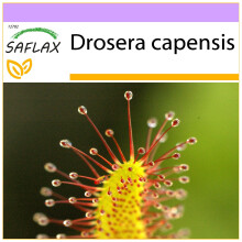 SAFLAX  - Sonnentau - Drosera - 200 Samen