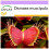 SAFLAX - Venus atrapamoscas - 10 semillas - Dionaea 1