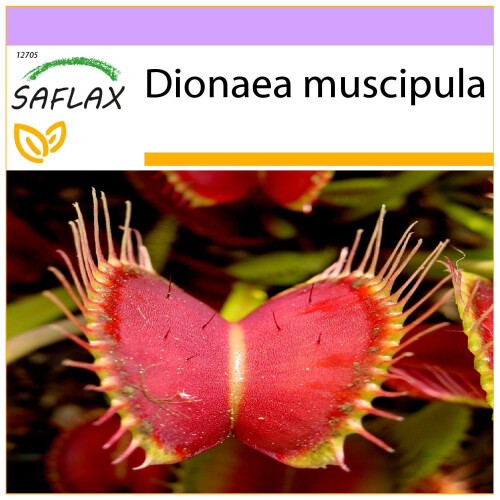 SAFLAX - Venus atrapamoscas - 10 semillas - Dionaea