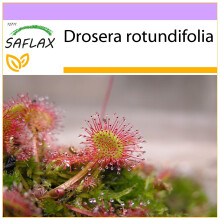 SAFLAX  - Rundblättriger Sonnentau - Drosera - 50 Samen
