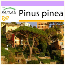 SAFLAX  - Mittelmeerpinie - Pinus - 6 Samen