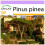 SAFLAX  - Mittelmeerpinie - Pinus - 6 Samen 1