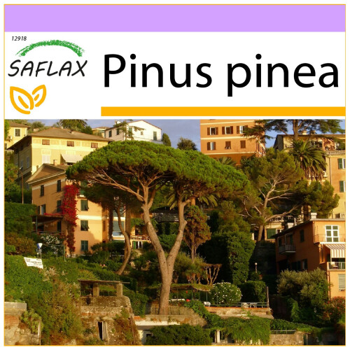 SAFLAX  - Mittelmeerpinie - Pinus - 6 Samen
