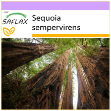 SAFLAX  - Küsten - Mammutbaum - Sequoia - 50 Samen