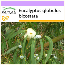 SAFLAX - Eucalyptus (bicostata) - Eucalyptus - 100 Samen