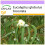 SAFLAX  - Eucalyptus (bicostata) - Eucalyptus - 100 Samen 1