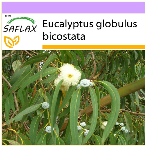 SAFLAX  - Eucalyptus (bicostata) - Eucalyptus - 100 Samen