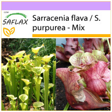 SAFLAX  - Kannenpflanze - Sarracenia - 10 Samen