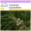 SAFLAX  - Känguruhbaum - Casuarina - 200 Samen 1
