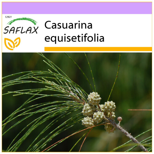 SAFLAX  - Känguruhbaum - Casuarina - 200 Samen