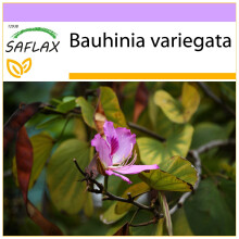 SAFLAX  - Orchideenbaum - Bauhinia - 8 Samen