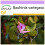 SAFLAX  - Orchideenbaum - Bauhinia - 8 Samen 1