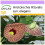 SAFLAX  - Gespensterpflanze - Aristolochia - 80 Samen 1