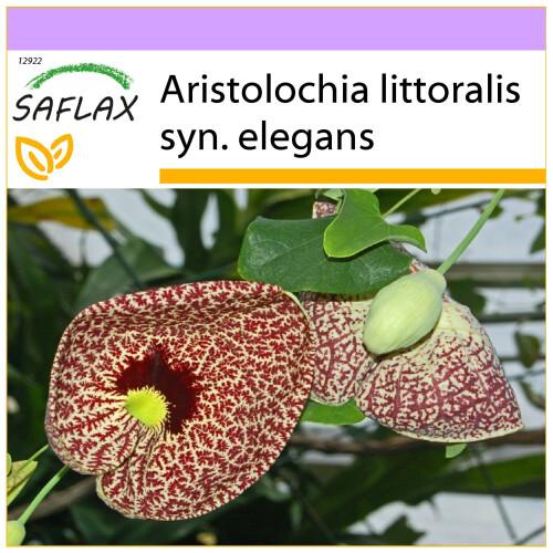 SAFLAX  - Gespensterpflanze - Aristolochia - 80 Samen