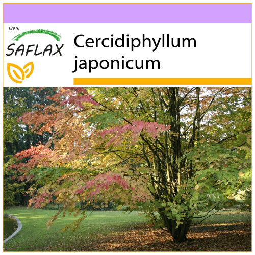 SAFLAX  - Lebkuchenbaum - Cercidiphyllum - 200 Samen