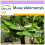 SAFLAX  - Darjeeling - Banane - Musa - 5 Samen 1
