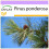 SAFLAX  - Goldkiefer - Pinus - 20 Samen 1