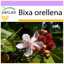 SAFLAX  - Lippenstiftstrauch - Bixa - 20 Samen