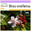 SAFLAX  - Lippenstiftstrauch - Bixa - 20 Samen 1