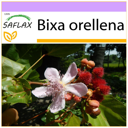 SAFLAX  - Lippenstiftstrauch - Bixa - 20 Samen