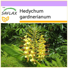 SAFLAX  - Schmetterlingsblume - Hedychum - 10 Samen