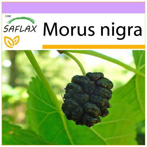 SAFLAX  - Schwarzer Maulbeerbaum - Morus - 200 Samen