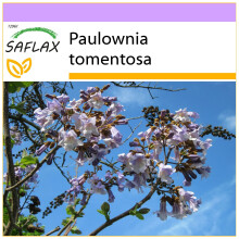 SAFLAX - Princess Tree - 200 seeds - Paulownia tomentosa