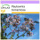 SAFLAX  - Blauglockenbaum - Paulownia - 200 Samen 1