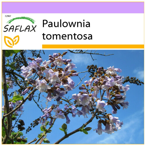 SAFLAX  - Blauglockenbaum - Paulownia - 200 Samen