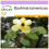 SAFLAX  - Gelber Orchideenbaum - Bauhinia - 30 Samen 1