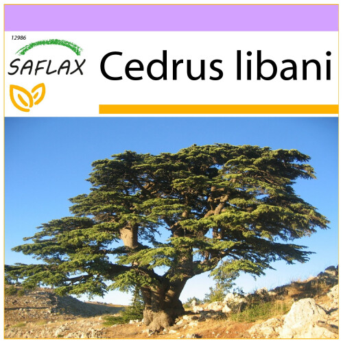 SAFLAX  - Libanonzeder - Cedrus - 20 Samen