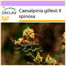 SAFLAX  - Winterharter Pfauenstrauch - Caesalpinia - 10 Samen