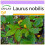 SAFLAX  - Gewürzlorbeerbaum - Laurus - 6 Samen 1