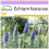 SAFLAX  - Tajinaste azul - 100 semillas - Echium 1