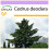 SAFLAX  - Himalaya Zeder - Cedrus - 35 Samen 1
