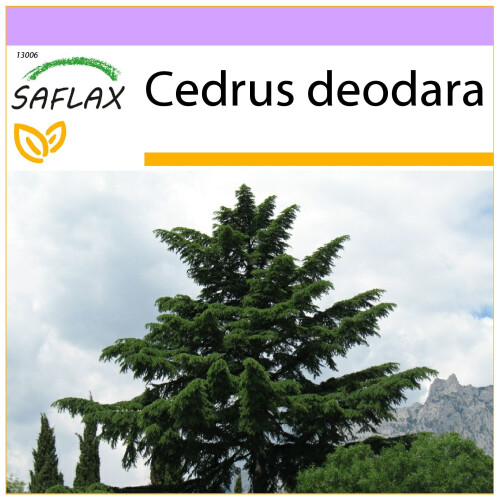 SAFLAX  - Himalaya Zeder - Cedrus - 35 Samen