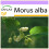 SAFLAX  - Weißer Maulbeerbaum - Morus - 200 Samen 1