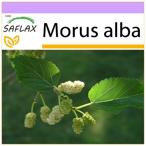 SAFLAX  - Weißer Maulbeerbaum - Morus - 200 Samen