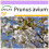 SAFLAX  - Vogelkirsche - Prunus - 10 Samen 1