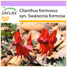 SAFLAX  - Papageischnabel - Clianthus - 20 Samen